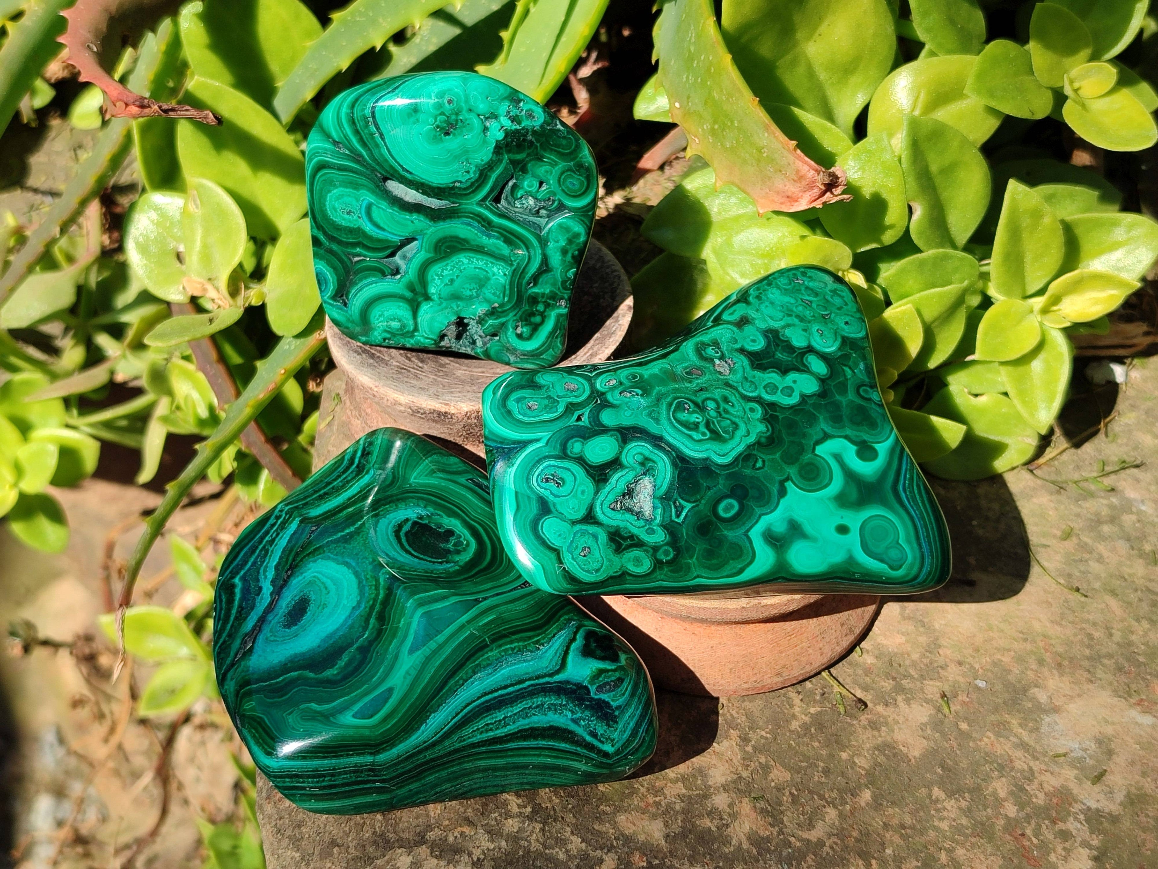 Polished Flower Banded Malachite Free Forms x 6 From Congo - Toprock Gemstones and Minerals 