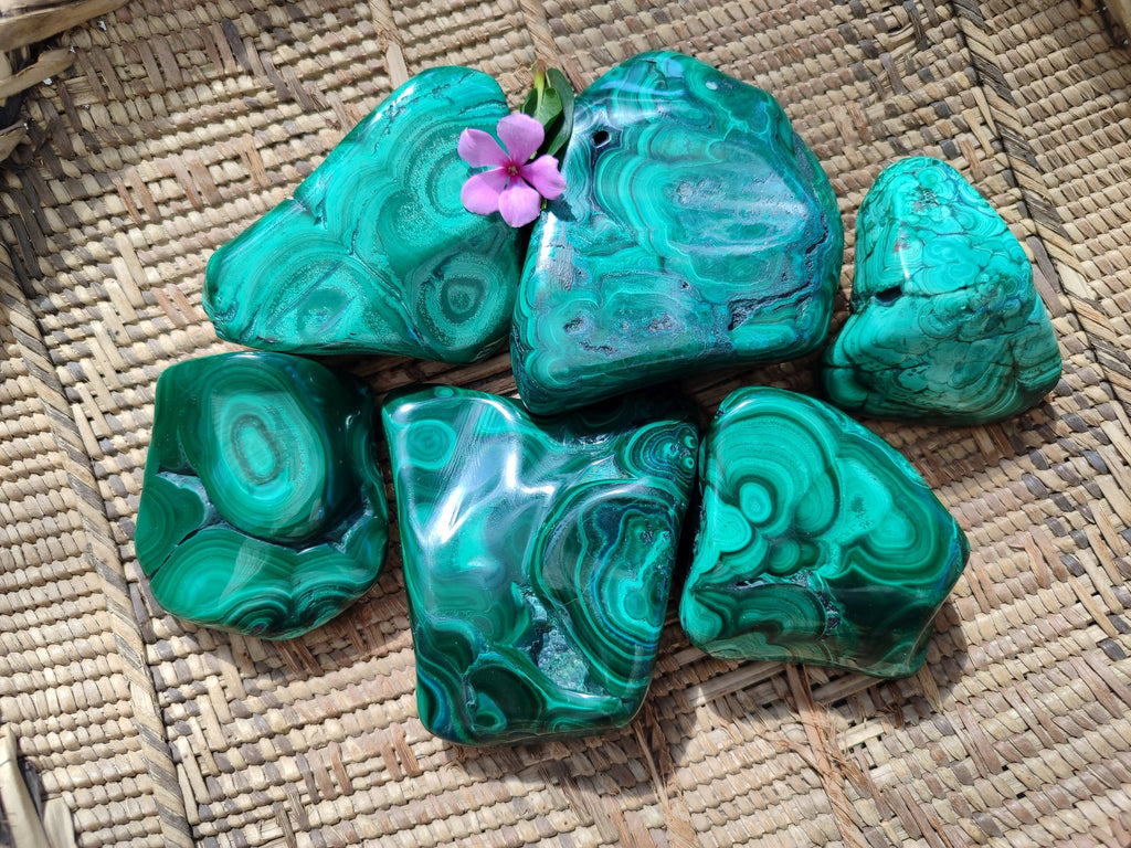 Polished Flower Banded Malachite Free Forms x 6 From Congo - Toprock Gemstones and Minerals 