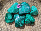 Polished Flower Banded Malachite Free Forms x 6 From Congo - Toprock Gemstones and Minerals 