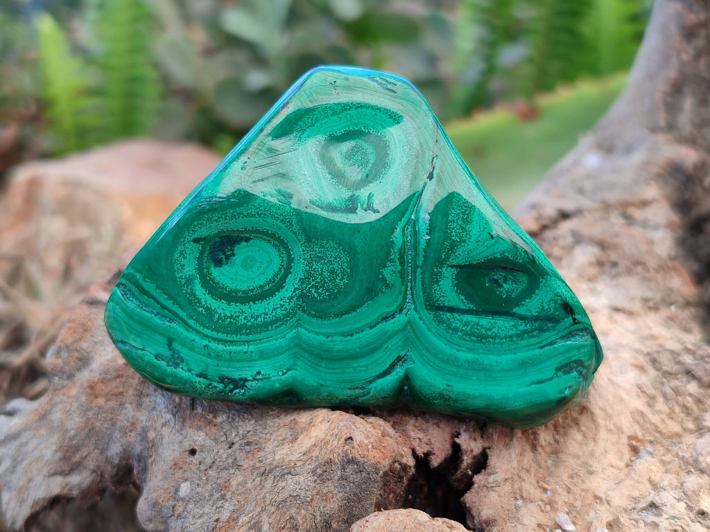 Polished Flower Banded Malachite Free Forms x 6 From Congo - Toprock Gemstones and Minerals 