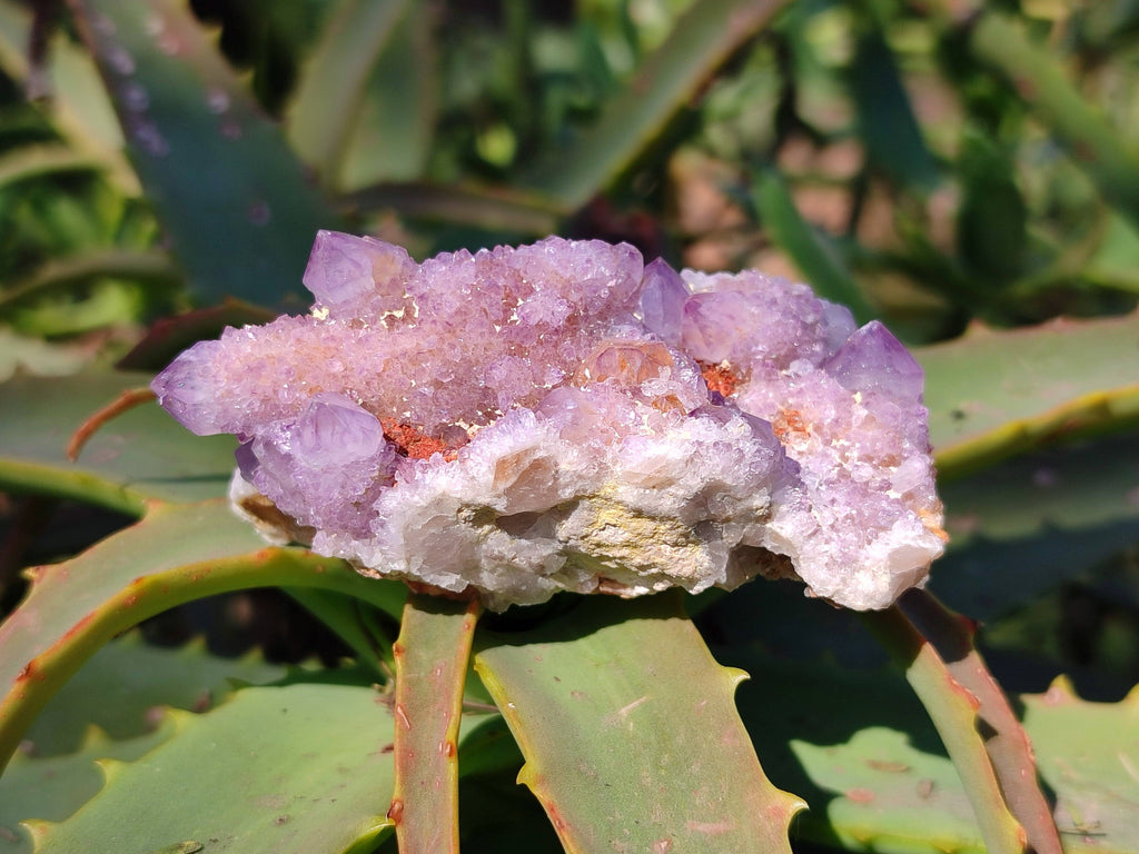 Natural Amethyst Spirit Quartz Clusters x 20 From Boekenhouthoek, South Africa - Toprock Gemstones and Minerals 