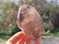 Natural Smokey Quartz Crystals x 13 From Mulanje, Malawi