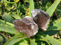 Natural Smokey Quartz Crystals x 13 From Mulanje, Malawi