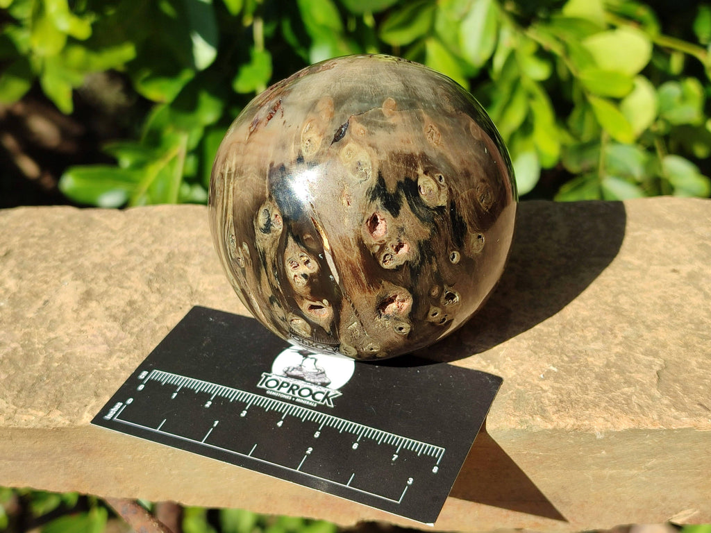 Polished Petrified Wood Spheres x 4 From Gokwe, Zimbabwe - Toprock Gemstones and Minerals 
