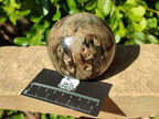 Polished Petrified Wood Spheres x 4 From Gokwe, Zimbabwe - Toprock Gemstones and Minerals 