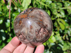 Polished Petrified Wood Spheres x 4 From Gokwe, Zimbabwe - Toprock Gemstones and Minerals 