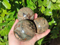 Polished Petrified Wood Spheres x 4 From Gokwe, Zimbabwe - Toprock Gemstones and Minerals 