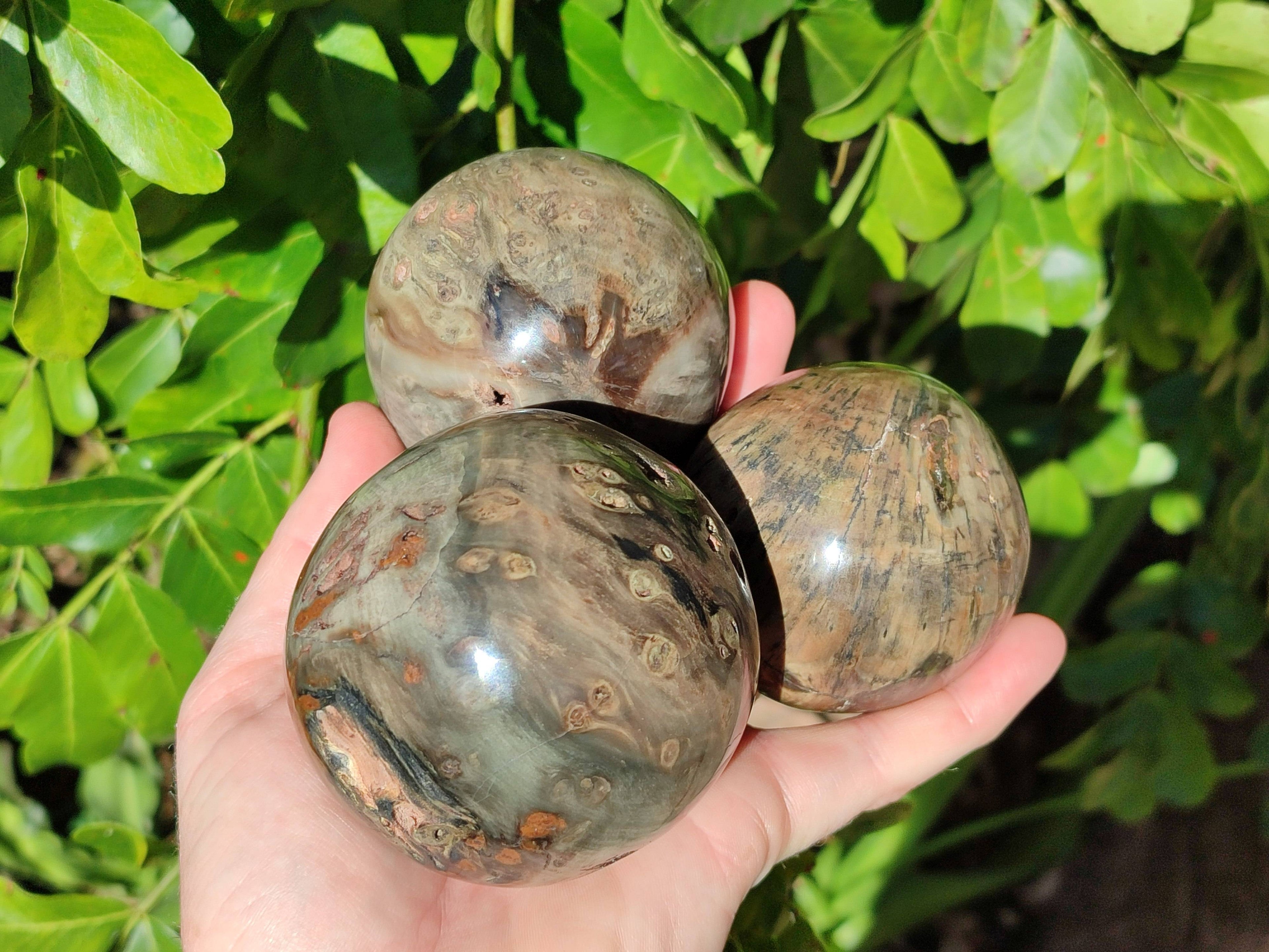 Polished Petrified Wood Spheres x 4 From Gokwe, Zimbabwe - Toprock Gemstones and Minerals 