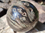 Polished Petrified Wood Spheres x 4 From Gokwe, Zimbabwe - Toprock Gemstones and Minerals 