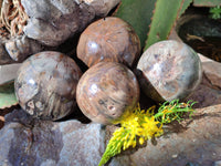Polished Petrified Wood Spheres x 4 From Gokwe, Zimbabwe - Toprock Gemstones and Minerals 