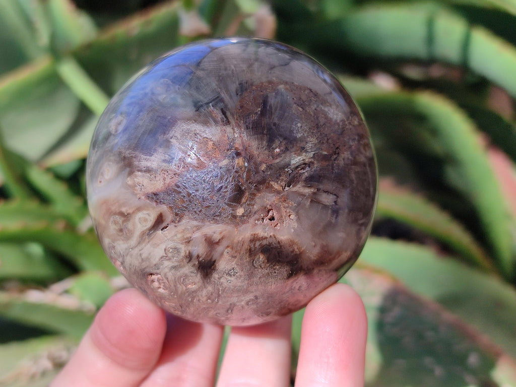 Polished Petrified Wood Spheres x 4 From Gokwe, Zimbabwe - Toprock Gemstones and Minerals 