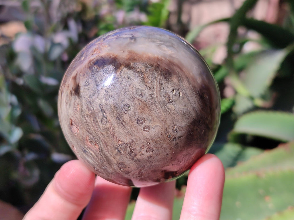 Polished Petrified Wood Spheres x 4 From Gokwe, Zimbabwe - Toprock Gemstones and Minerals 