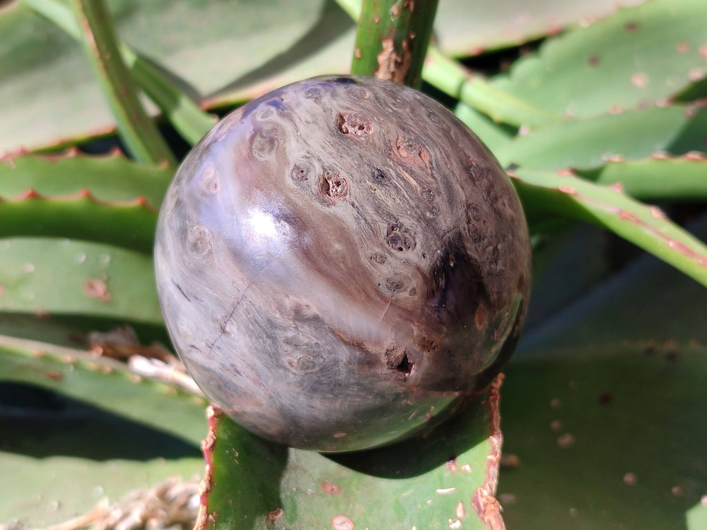Polished Petrified Wood Spheres x 4 From Gokwe, Zimbabwe - Toprock Gemstones and Minerals 