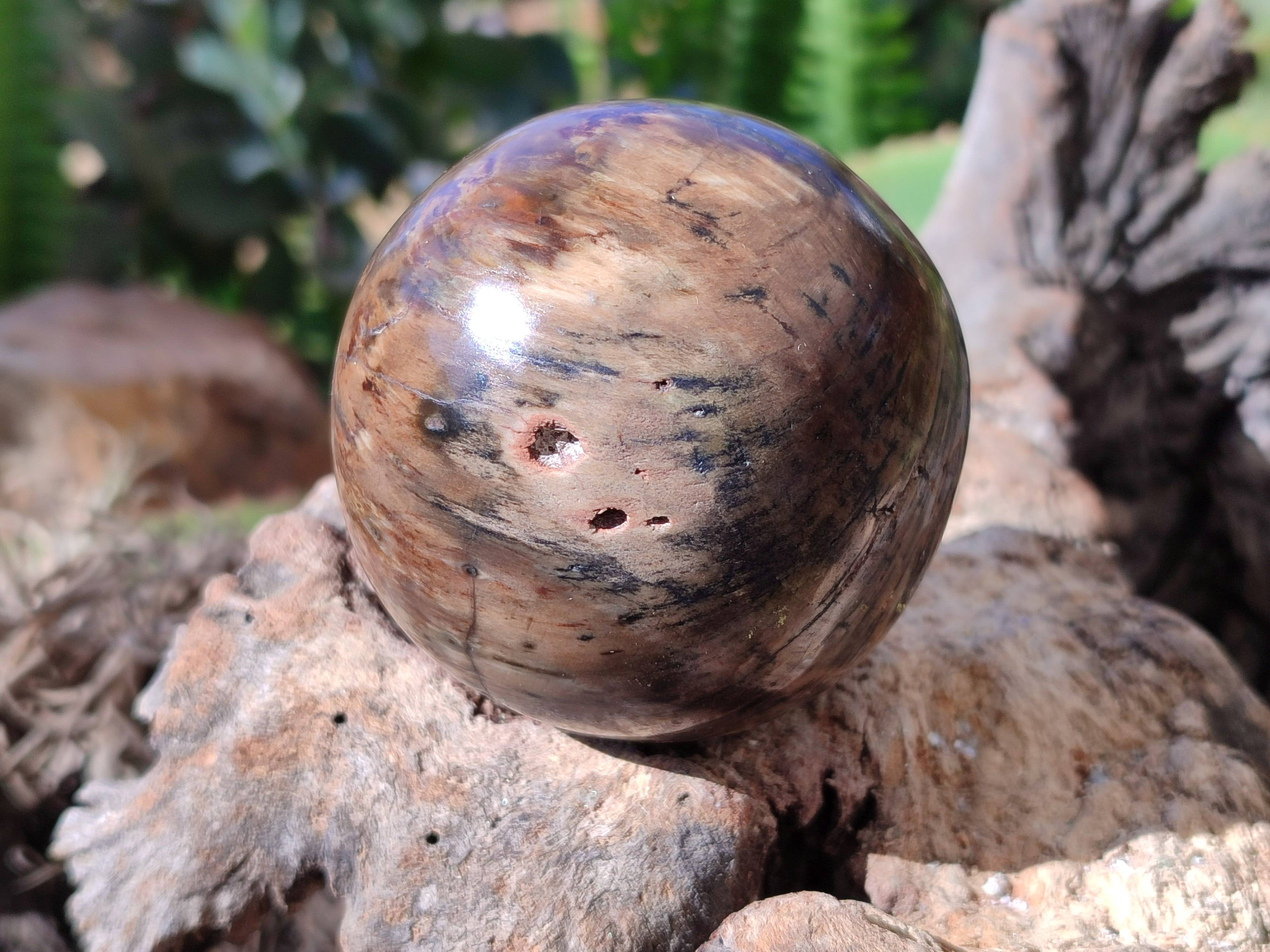 Polished Petrified Wood Spheres x 4 From Gokwe, Zimbabwe - Toprock Gemstones and Minerals 