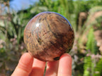 Polished Petrified Wood Spheres x 4 From Gokwe, Zimbabwe - Toprock Gemstones and Minerals 