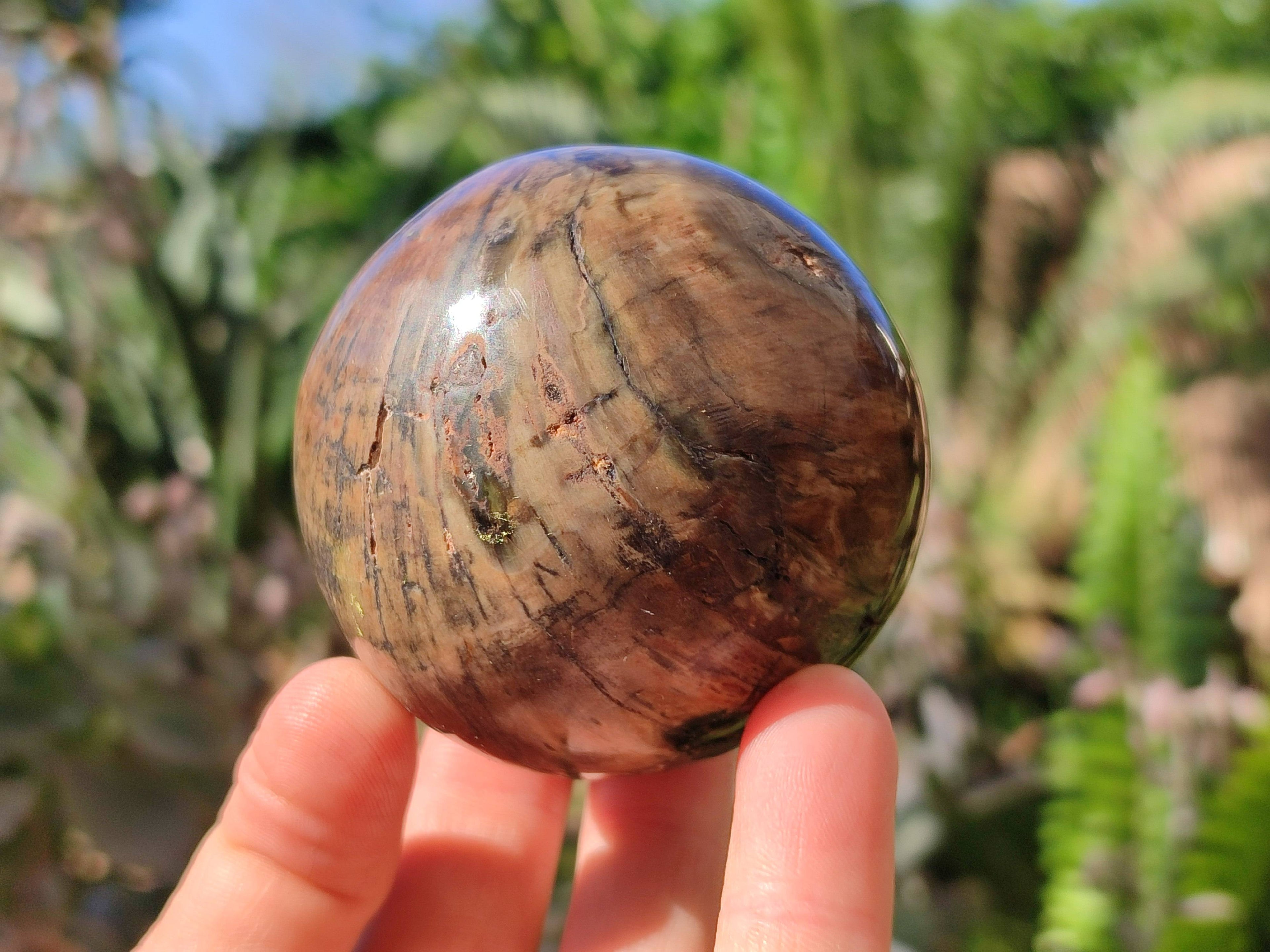 Polished Petrified Wood Spheres x 4 From Gokwe, Zimbabwe - Toprock Gemstones and Minerals 