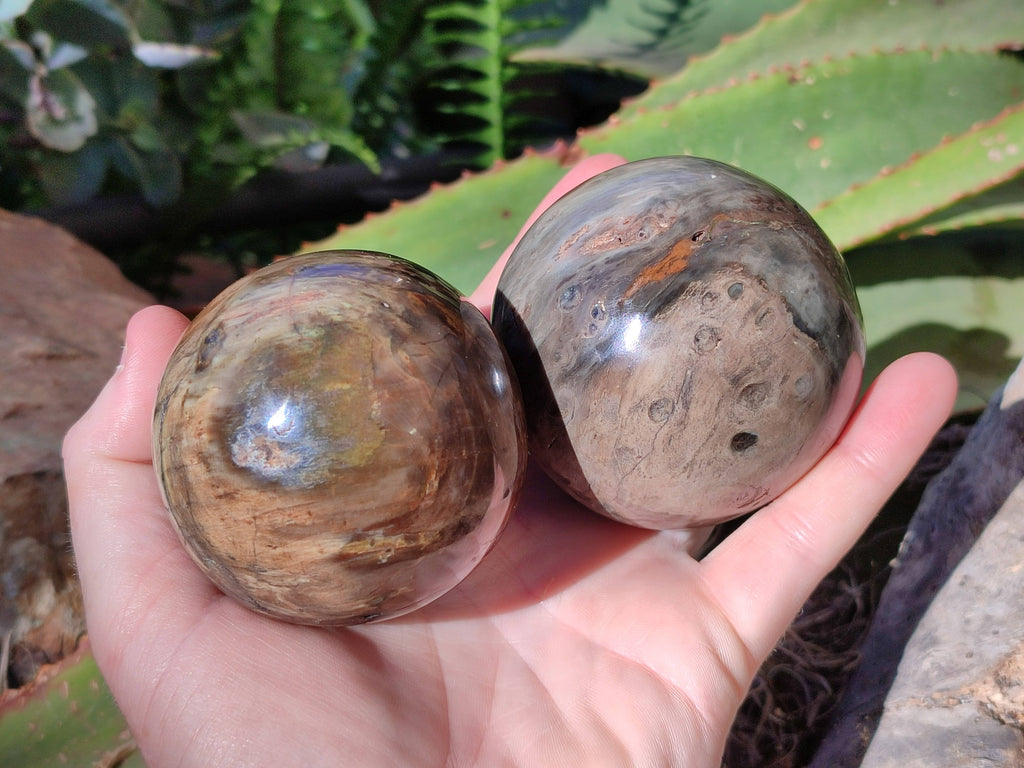 Polished Petrified Wood Spheres x 4 From Gokwe, Zimbabwe - Toprock Gemstones and Minerals 