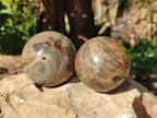 Polished Petrified Wood Spheres x 4 From Gokwe, Zimbabwe - Toprock Gemstones and Minerals 