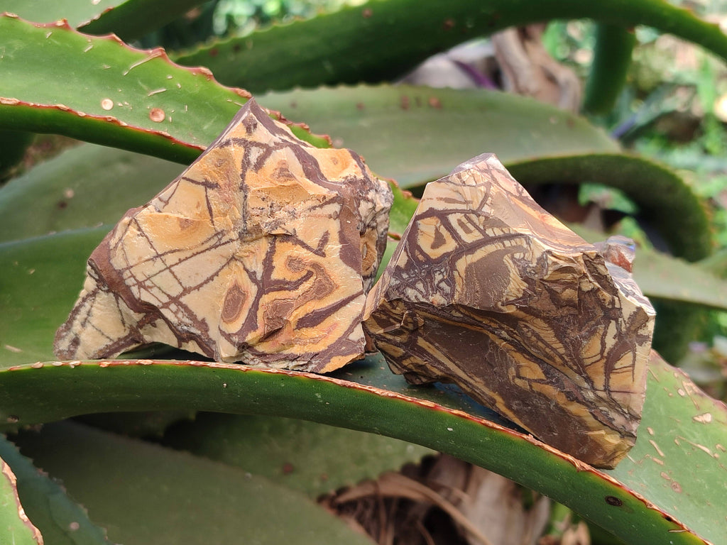 Natural Nguni Jasper Cobbed Specimens x 24 From Prieska, South Africa - Toprock Gemstones and Minerals 