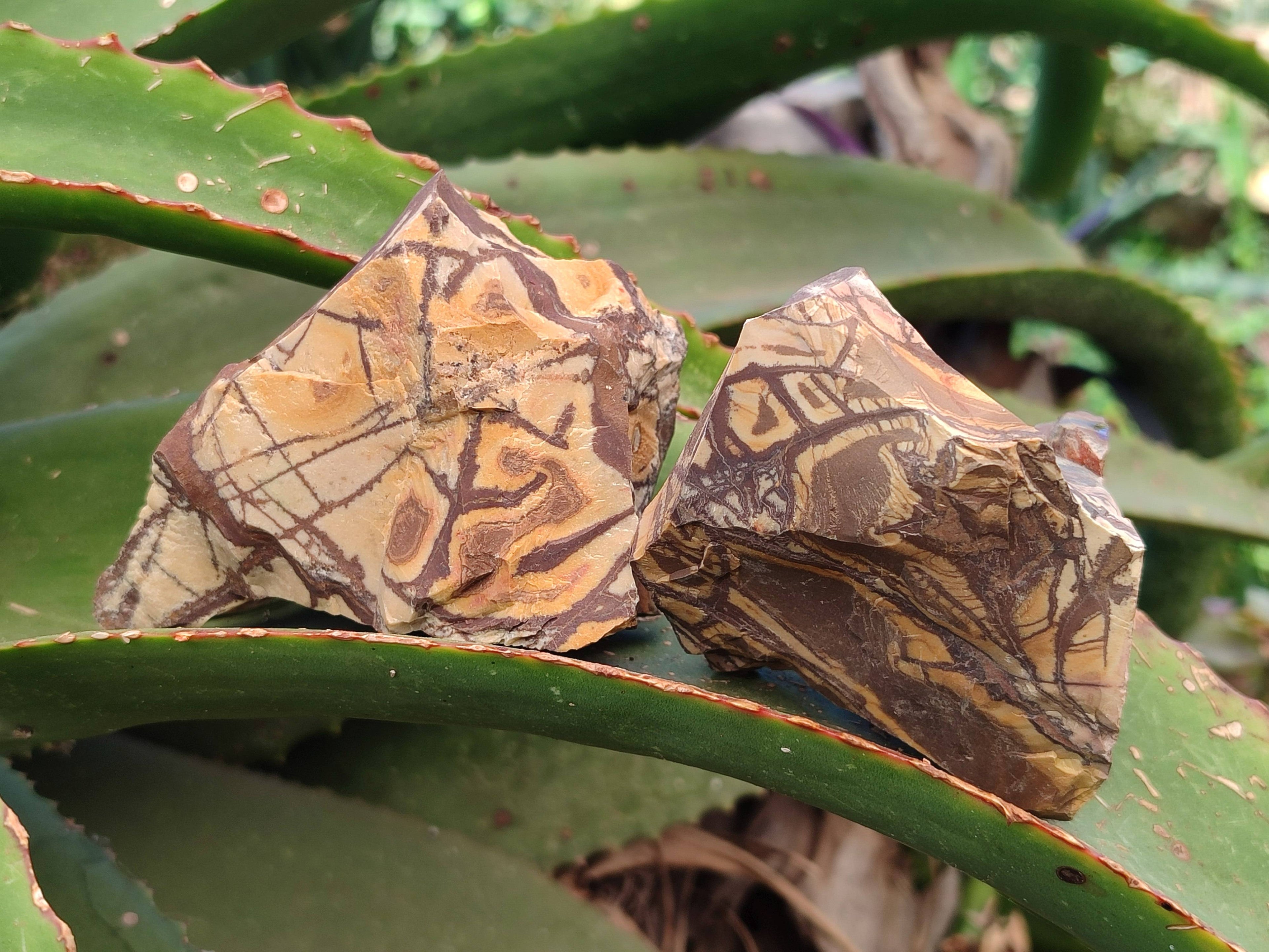 Natural Nguni Jasper Cobbed Specimens x 24 From Prieska, South Africa - Toprock Gemstones and Minerals 