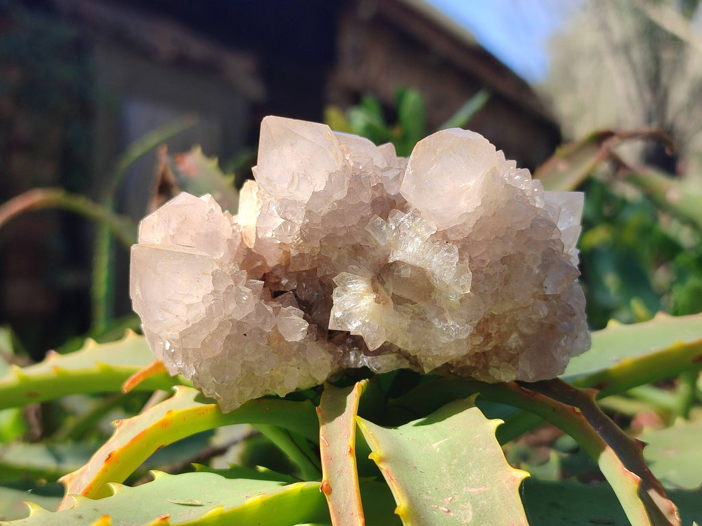 Natural Spirit Quartz Clusters x 6 From Boekenhouthoek, South Africa - Toprock Gemstones and Minerals 