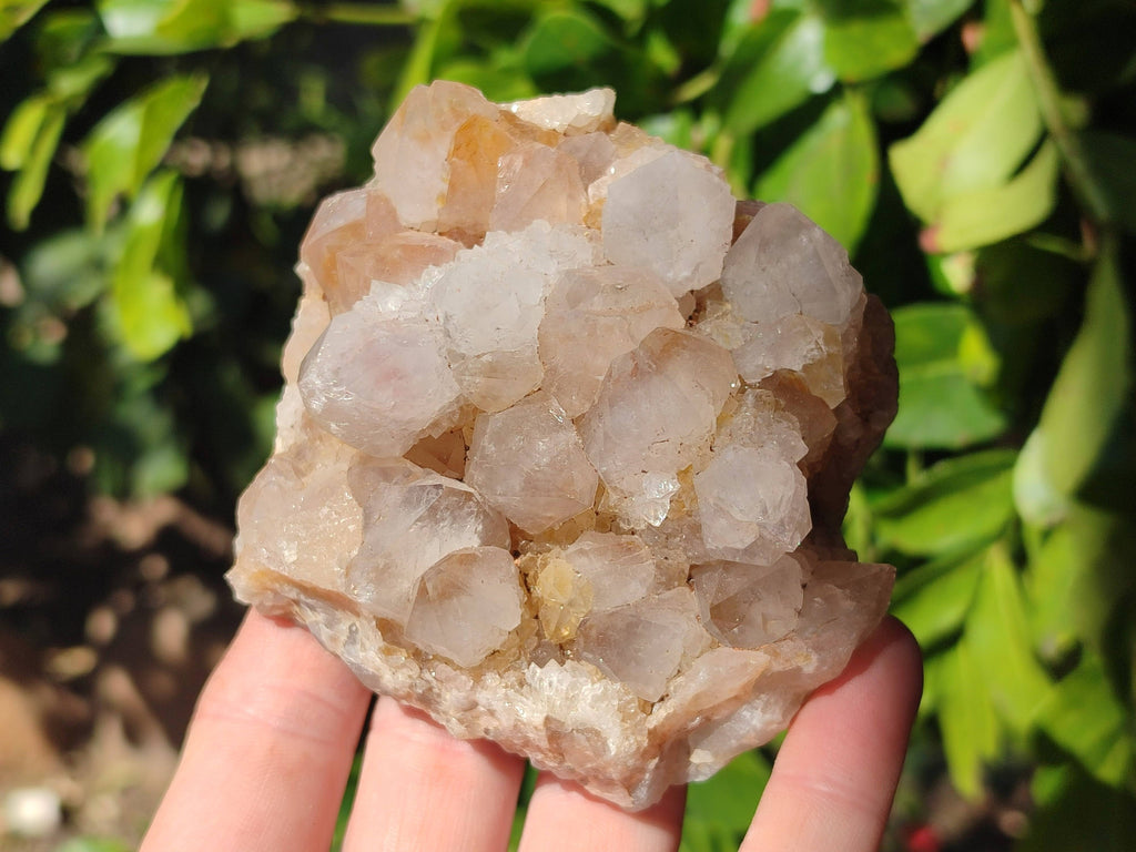 Natural Spirit Quartz Clusters x 6 From Boekenhouthoek, South Africa - Toprock Gemstones and Minerals 