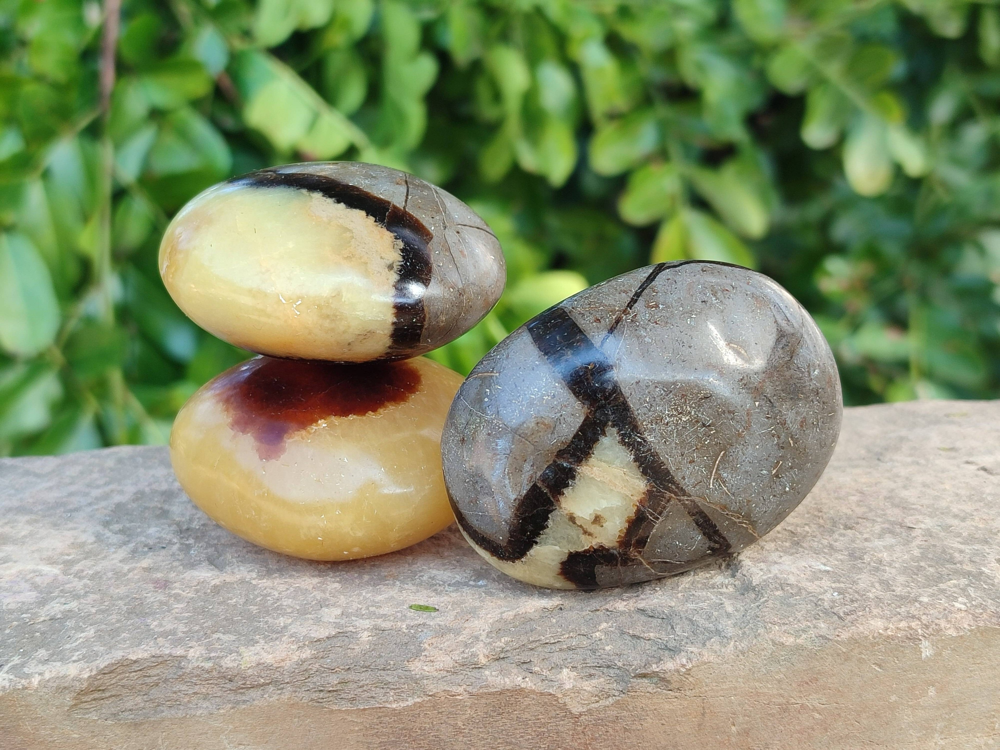 Polished Septerye Palm Stones x 12 From Mahajanga, Madagascar - Toprock Gemstones and Minerals 