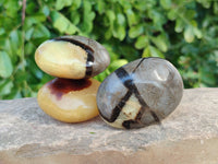 Polished Septerye Palm Stones x 12 From Mahajanga, Madagascar