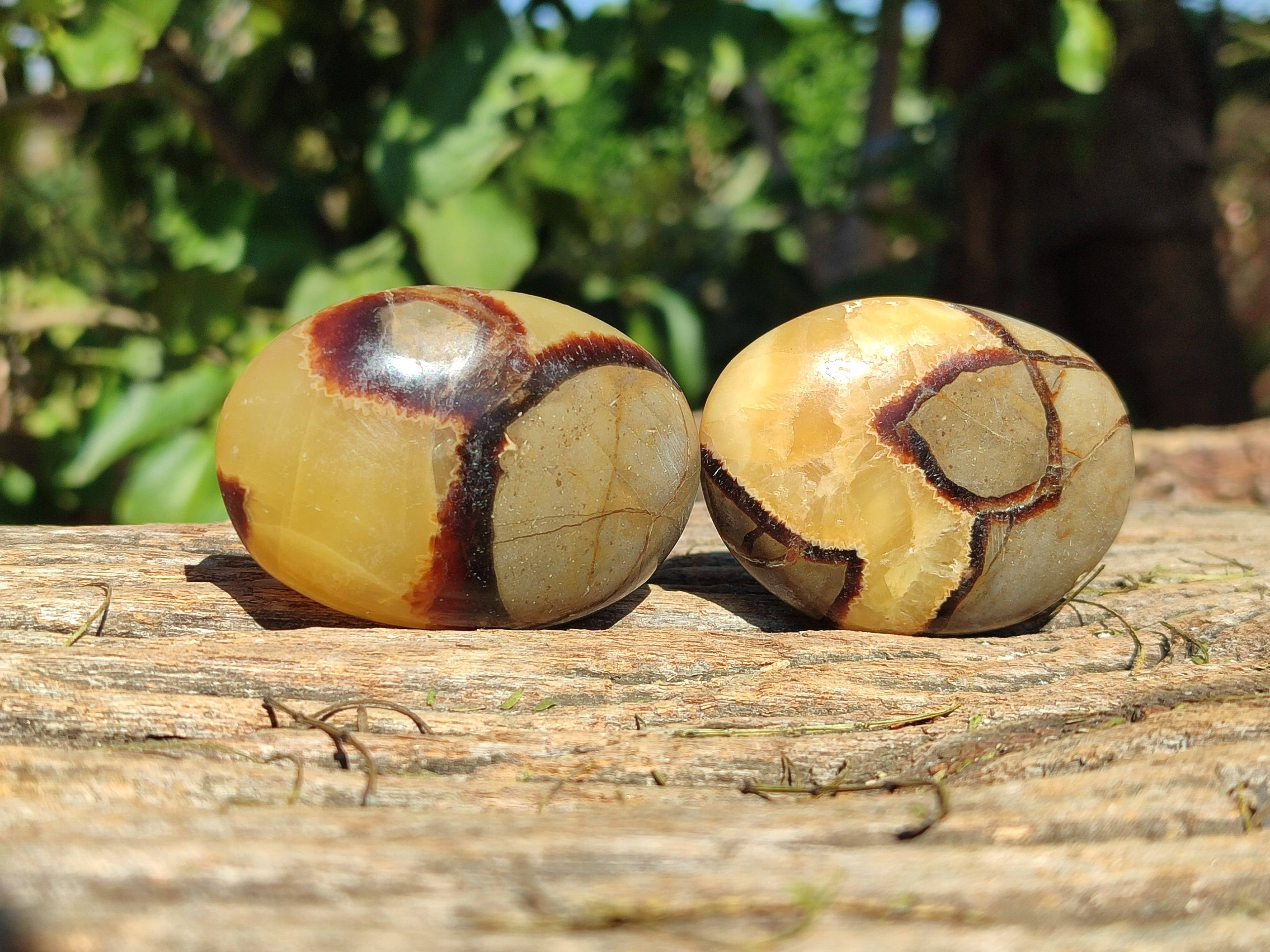 Polished Septerye Palm Stones x 12 From Mahajanga, Madagascar - Toprock Gemstones and Minerals 