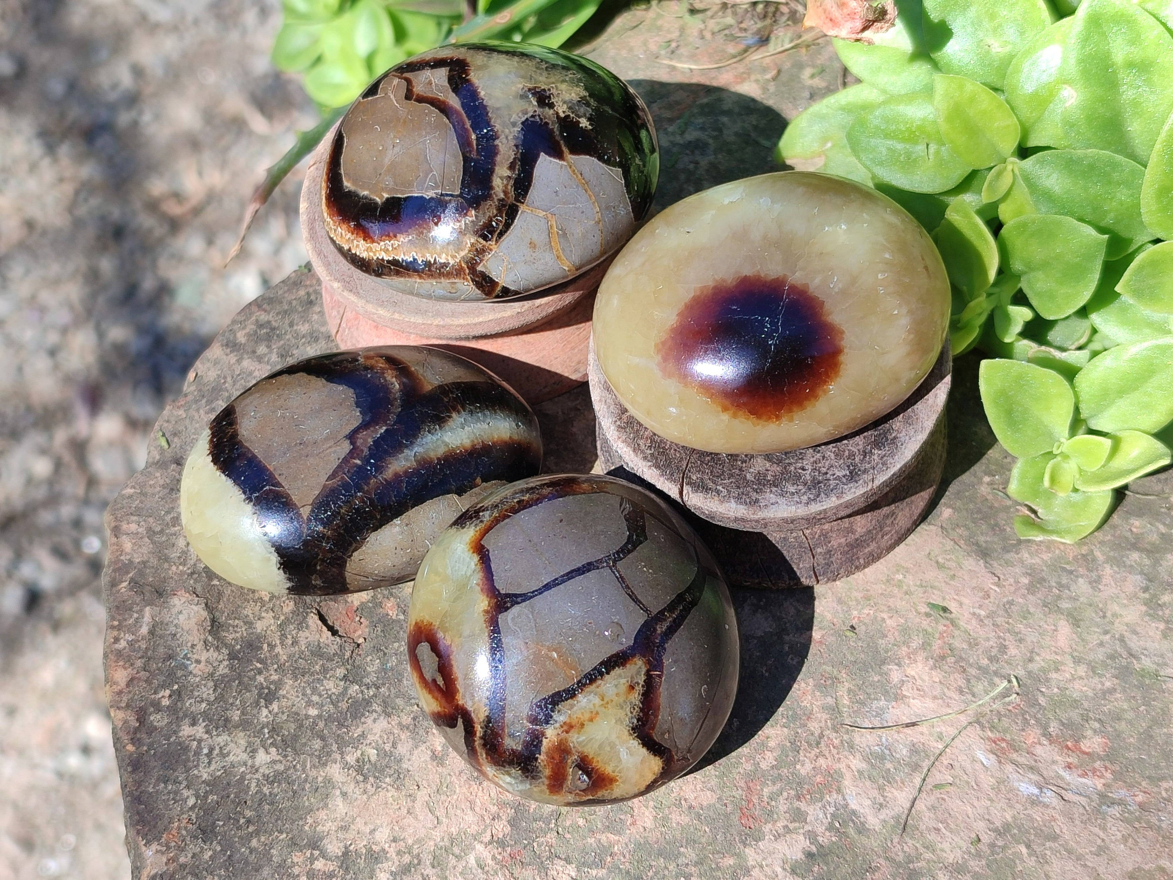 Polished Septerye Palm Stones x 12 From Mahajanga, Madagascar - Toprock Gemstones and Minerals 