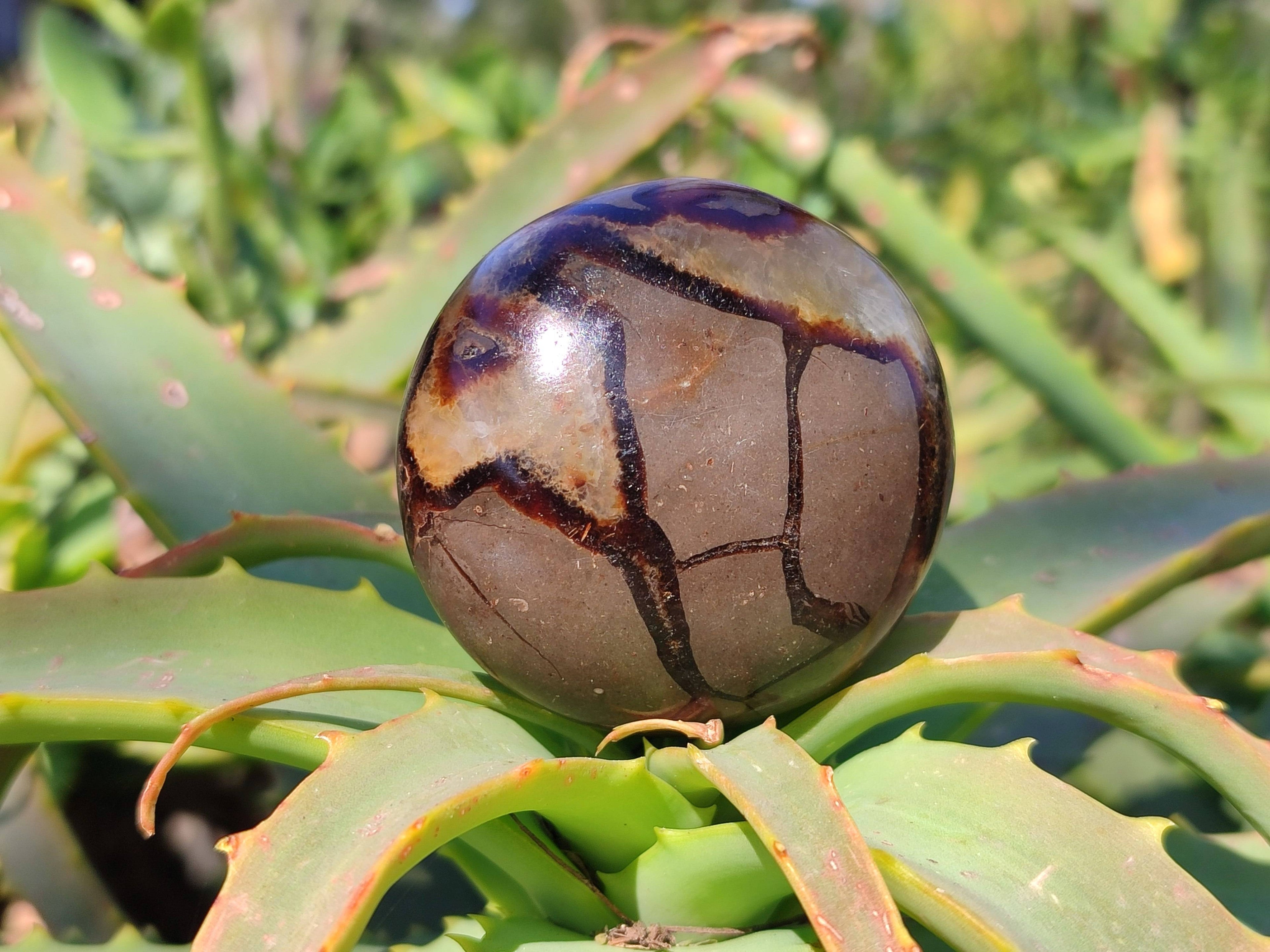 Polished Septerye Palm Stones x 12 From Mahajanga, Madagascar - Toprock Gemstones and Minerals 