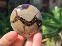 Polished Septerye Palm Stones x 12 From Mahajanga, Madagascar