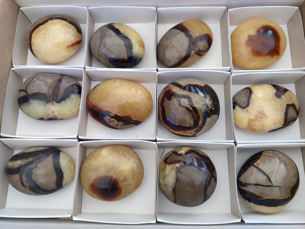 Polished Septerye Palm Stones x 12 From Mahajanga, Madagascar - Toprock Gemstones and Minerals 