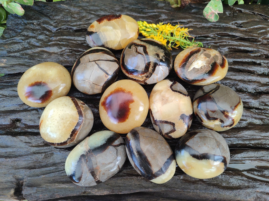 Polished Septerye Palm Stones x 12 From Mahajanga, Madagascar - Toprock Gemstones and Minerals 