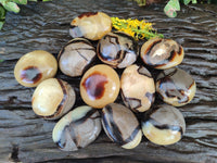 Polished Septerye Palm Stones x 12 From Mahajanga, Madagascar