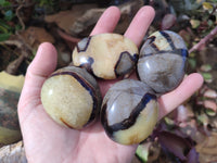 Polished Septerye Palm Stones x 12 From Mahajanga, Madagascar