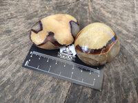 Polished Septerye Palm Stones x 12 From Mahajanga, Madagascar