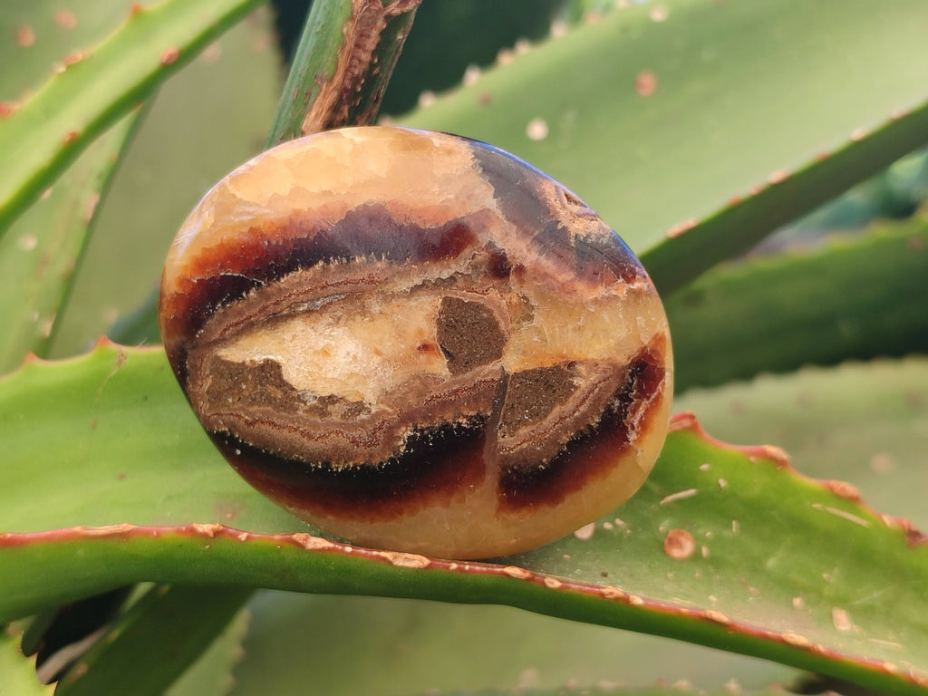 Polished Septerye Palm Stones x 12 From Mahajanga, Madagascar - Toprock Gemstones and Minerals 
