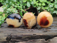 Polished Septerye Palm Stones x 12 From Mahajanga, Madagascar