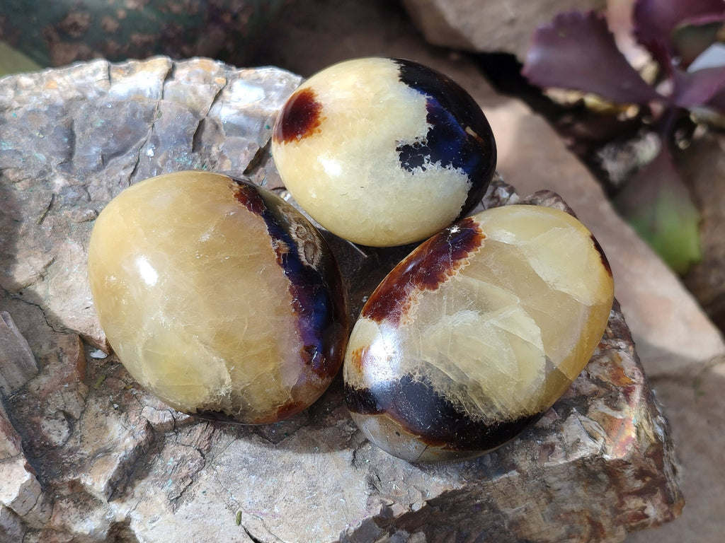 Polished Septerye Palm Stones x 12 From Mahajanga, Madagascar - Toprock Gemstones and Minerals 