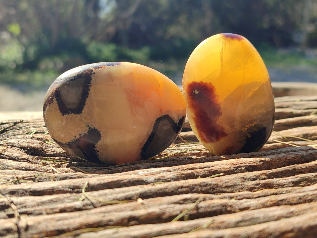 Polished Septerye Palm Stones x 12 From Mahajanga, Madagascar - Toprock Gemstones and Minerals 