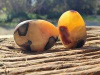 Polished Septerye Palm Stones x 12 From Mahajanga, Madagascar