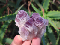 Natural Sugar Amethyst Clusters x 6 From Zambia - Toprock Gemstones and Minerals 
