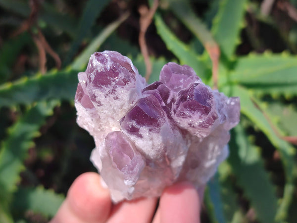 Natural Sugar Amethyst Clusters x 6 From Zambia - Toprock Gemstones and Minerals 