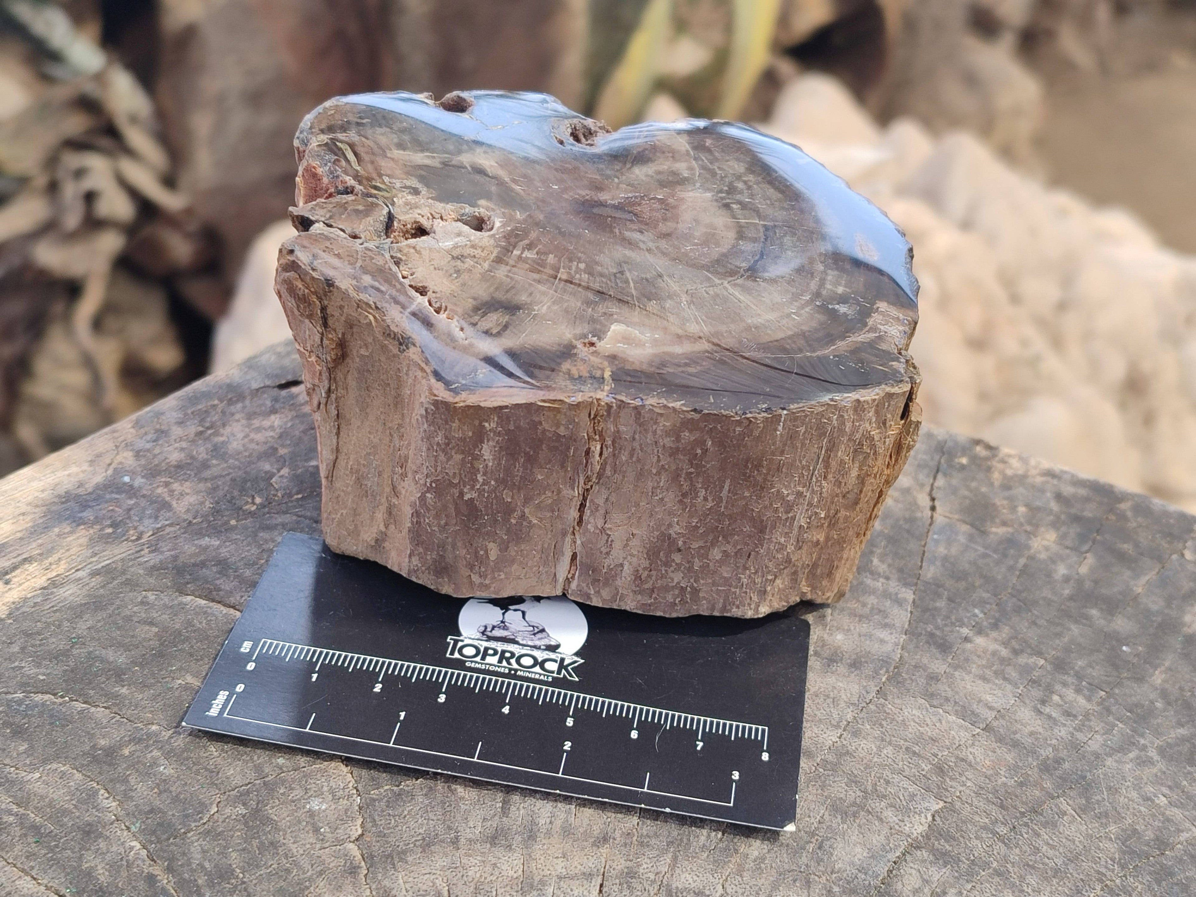 Polished On One Side Petrified Wood Branches x 4 From Gokwe, Zimbabwe - Toprock Gemstones and Minerals 