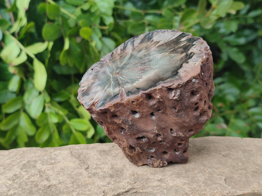 Polished On One Side Petrified Wood Branches x 4 From Gokwe, Zimbabwe - Toprock Gemstones and Minerals 