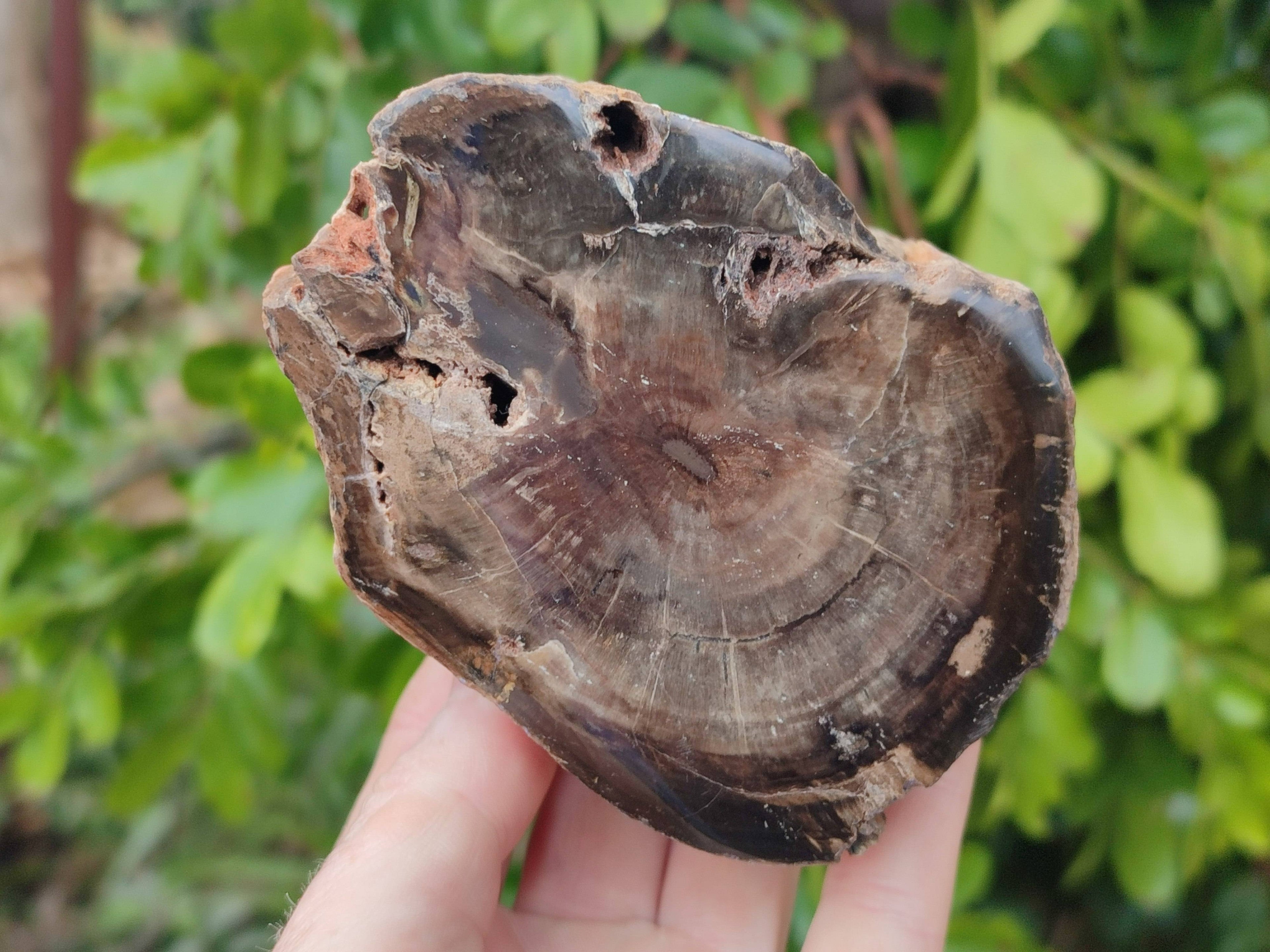 Polished On One Side Petrified Wood Branches x 4 From Gokwe, Zimbabwe - Toprock Gemstones and Minerals 