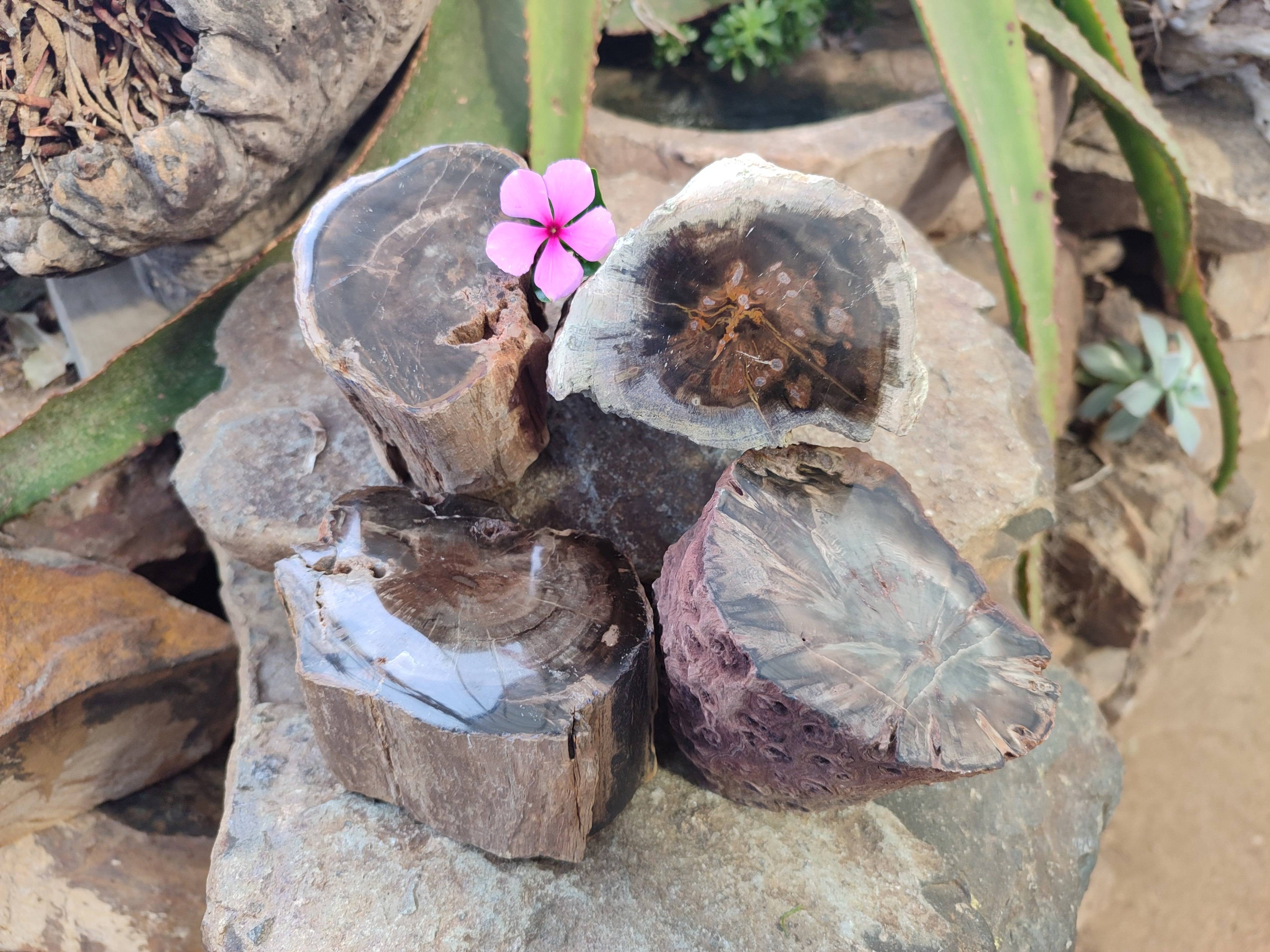 Polished On One Side Petrified Wood Branches x 4 From Gokwe, Zimbabwe - Toprock Gemstones and Minerals 