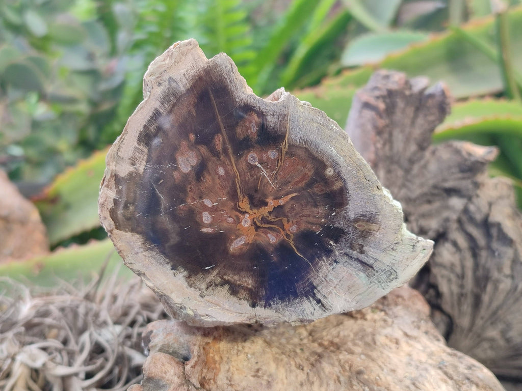 Polished On One Side Petrified Wood Branches x 4 From Gokwe, Zimbabwe - Toprock Gemstones and Minerals 