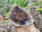 Polished On One Side Petrified Wood Branches x 4 From Gokwe, Zimbabwe - Toprock Gemstones and Minerals 